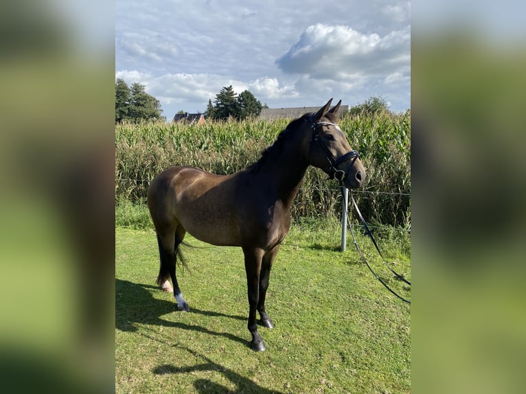 Westfaal Merrie 7 Jaar 168 cm Buckskin in Elmshorn