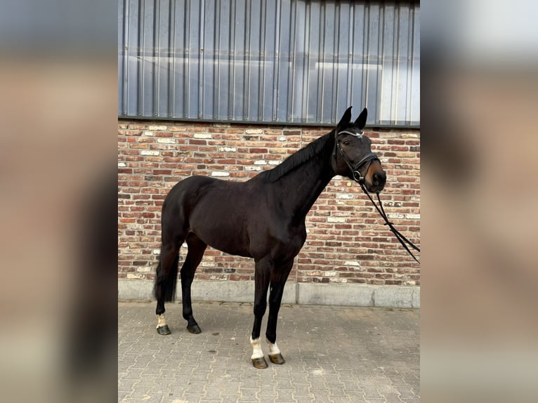 Westfaal Merrie 7 Jaar 168 cm Donkerbruin in Grevenbroich