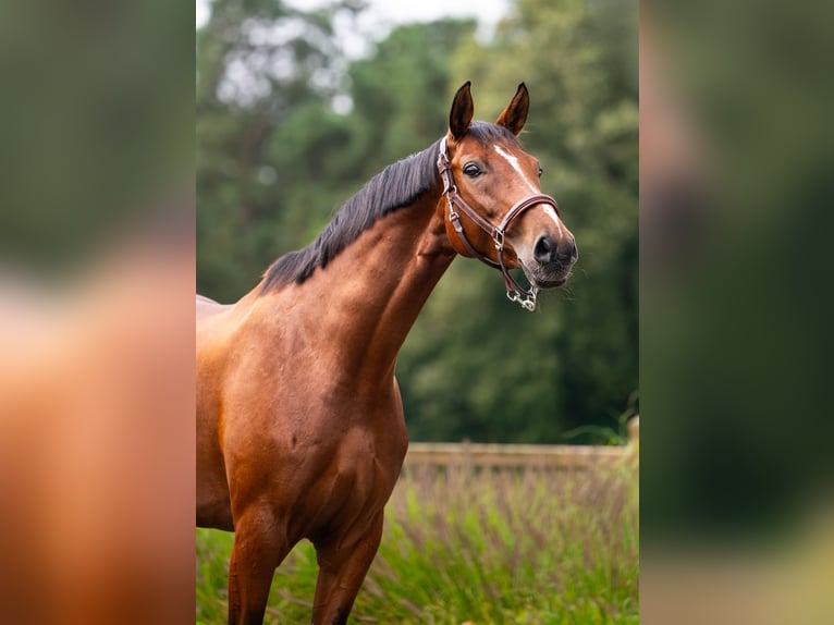 Westfaal Merrie 7 Jaar 168 cm Roodbruin in Mol