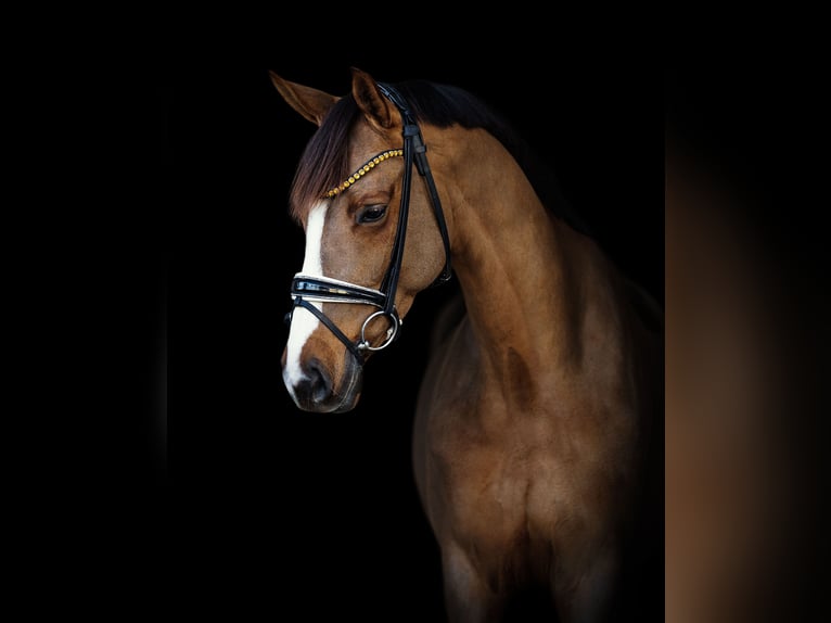 Westfaal Merrie 7 Jaar 168 cm Vos in Garstedt