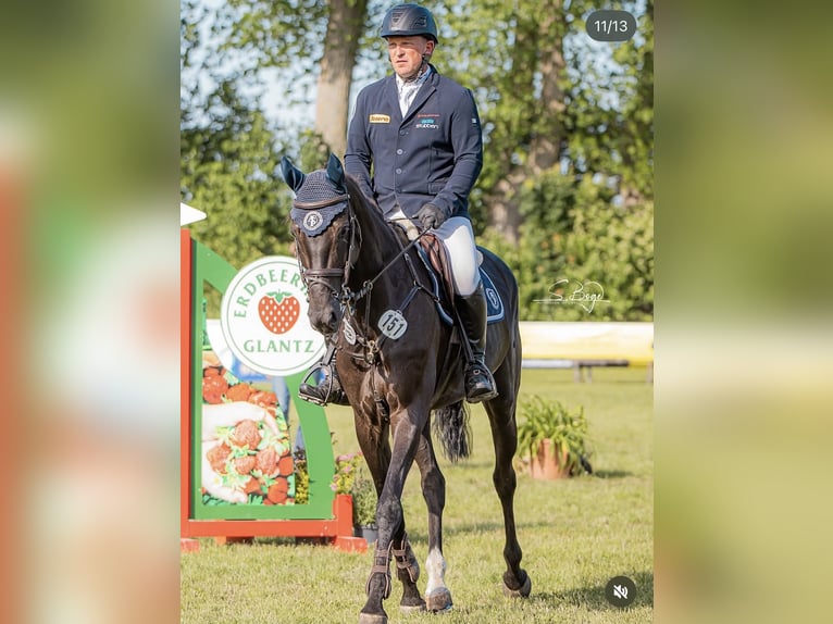 Westfaal Merrie 7 Jaar 168 cm Zwart in Pokrent