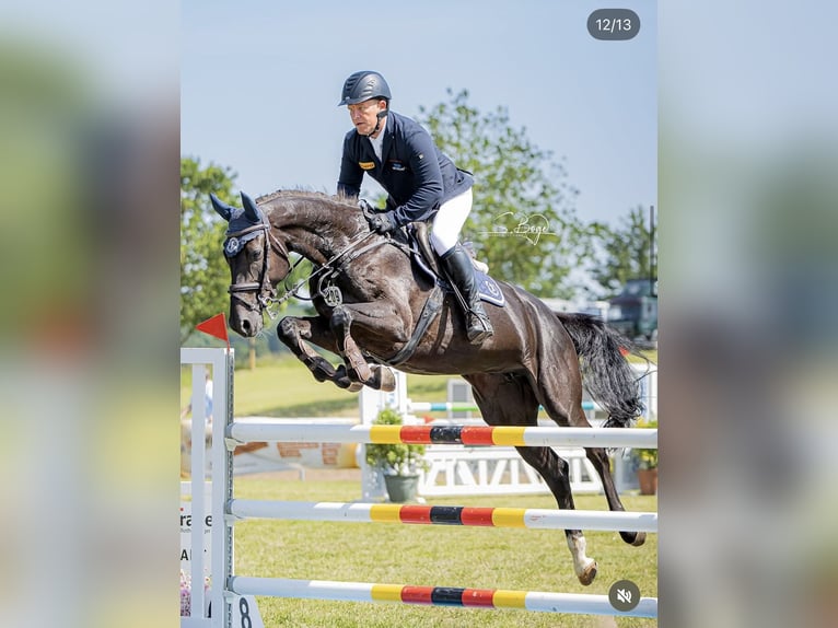 Westfaal Merrie 7 Jaar 168 cm Zwart in Pokrent