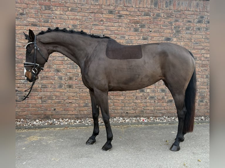 Westfaal Merrie 7 Jaar 168 cm Zwartbruin in Niederkassel