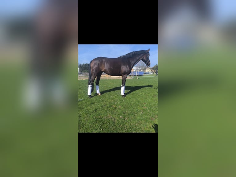 Westfaal Merrie 7 Jaar 169 cm Bruin in Pulheim