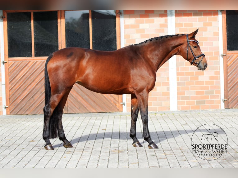 Westfaal Merrie 7 Jaar 169 cm Bruin in Vechta