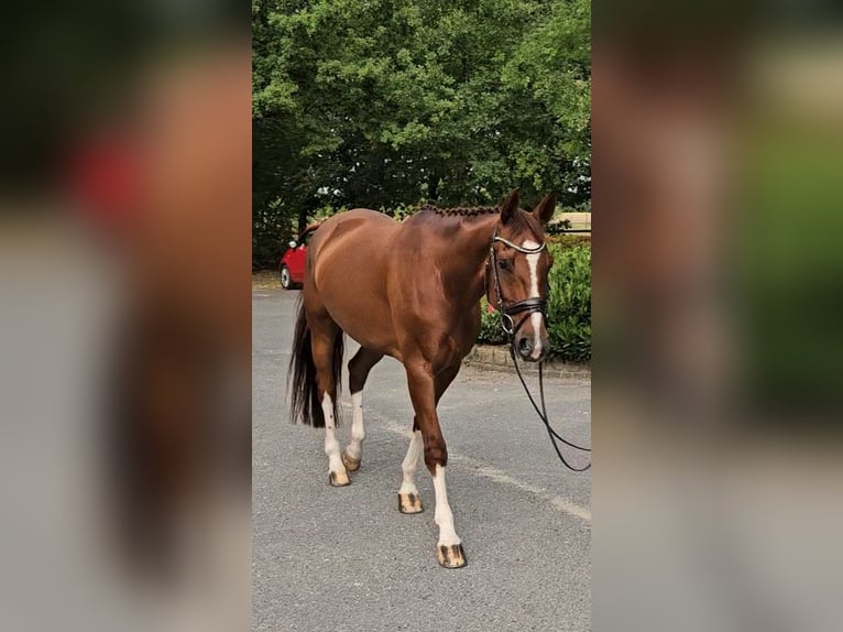 Westfaal Merrie 7 Jaar 169 cm Vos in Senden