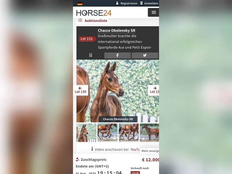 Westfaal Merrie 7 Jaar 169 cm Zwartbruin in Sangerhausen