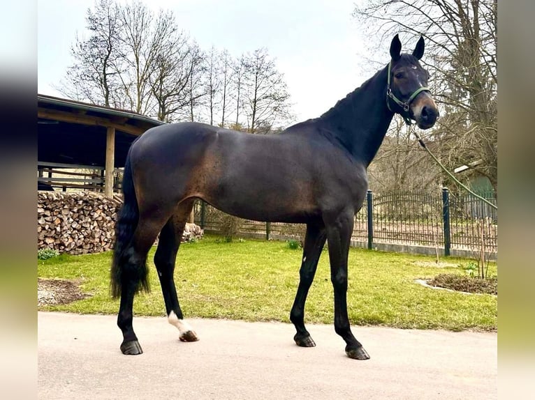 Westfaal Merrie 7 Jaar 169 cm Zwartbruin in Sangerhausen