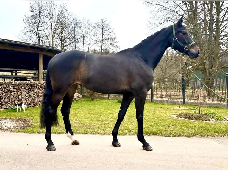 Westfaal Merrie 7 Jaar 169 cm Zwartbruin in Sangerhausen