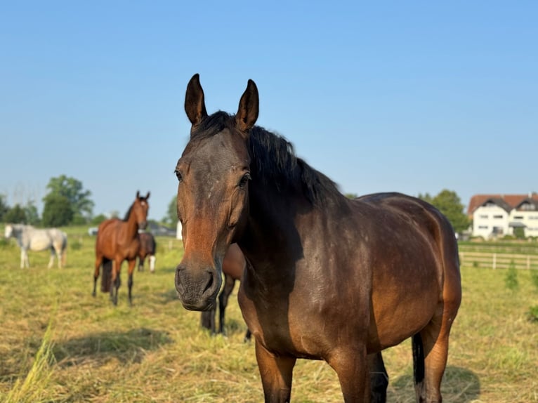 Westfaal Merrie 7 Jaar 170 cm Bruin in Weilerswist