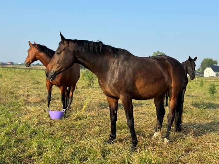 Westfaal Merrie 7 Jaar 170 cm Bruin in Weilerswist