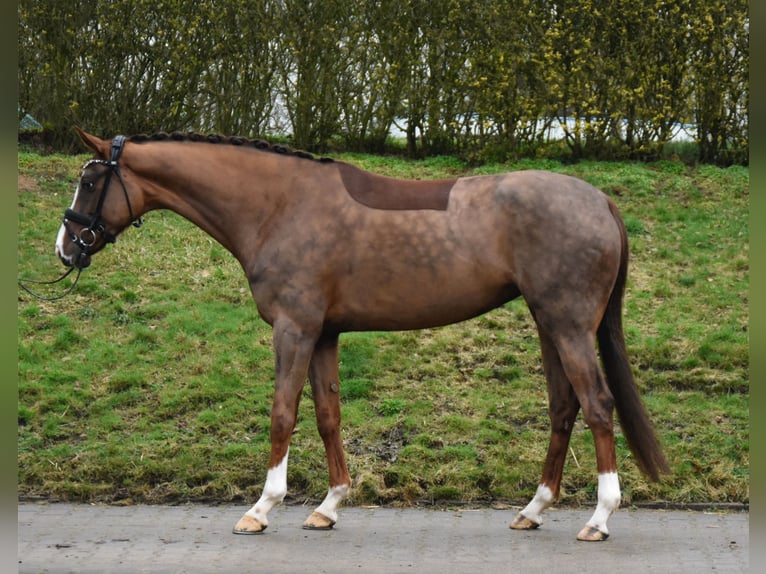 Westfaal Merrie 7 Jaar 170 cm Donkere-vos in Fürstenau