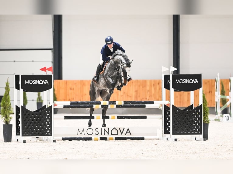 Westfaal Merrie 7 Jaar 170 cm Schimmel in Piła