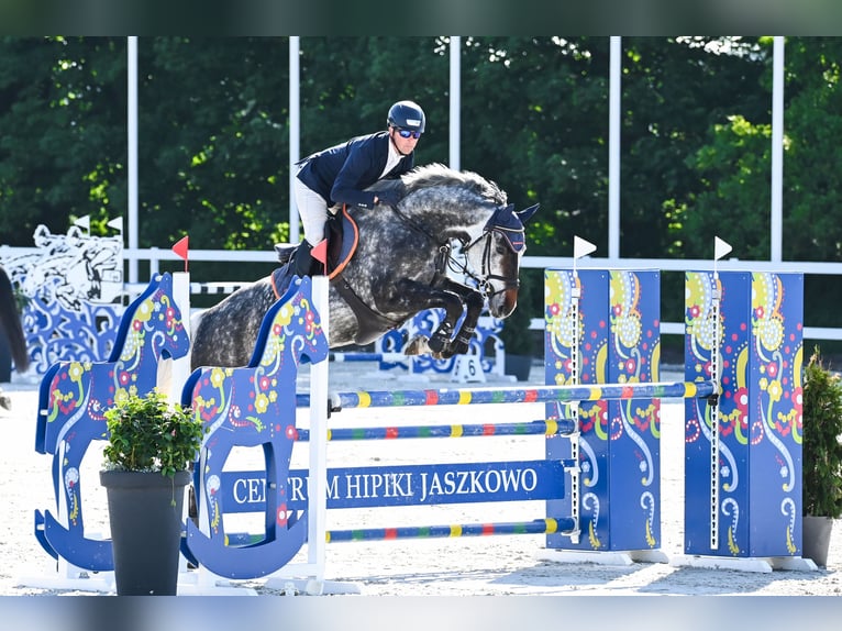 Westfaal Merrie 7 Jaar 170 cm Schimmel in Piła