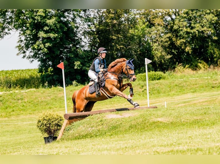 Westfaal Merrie 7 Jaar 170 cm Vos in Bruchsal