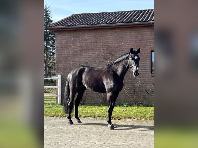 Westfaal Merrie 7 Jaar 170 cm Zwart in Schulendorf