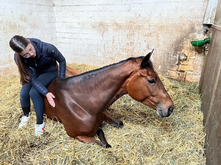 Westfaal Merrie 7 Jaar 171 cm Bruin in Espenau