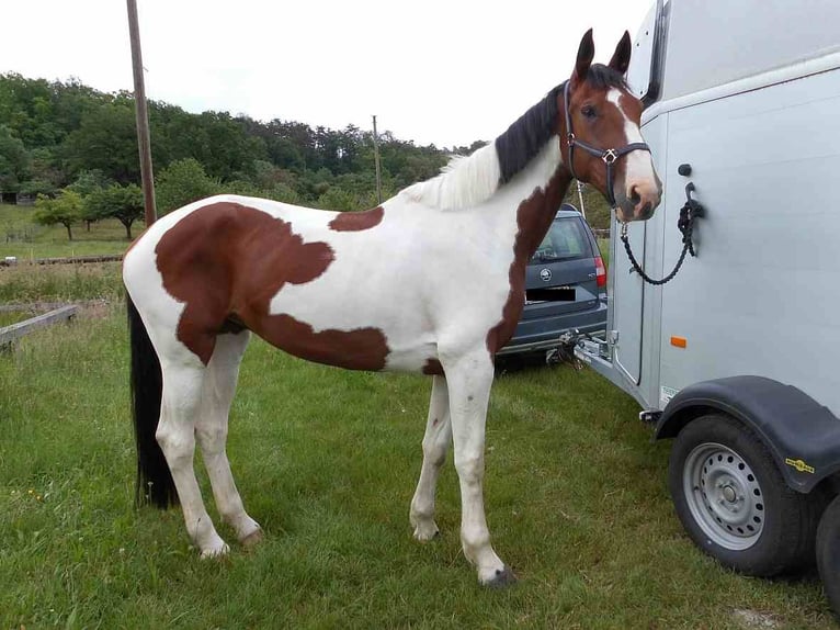 Westfaal Merrie 7 Jaar 171 cm Gevlekt-paard in Lützelbach