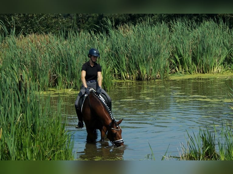 Westfaal Merrie 7 Jaar 172 cm Bruin in Iserlohn