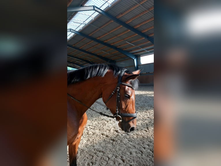 Westfaal Merrie 7 Jaar 172 cm Bruin in Vechta