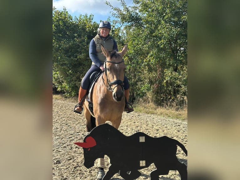 Westfaal Merrie 7 Jaar 172 cm Buckskin in Dormagen