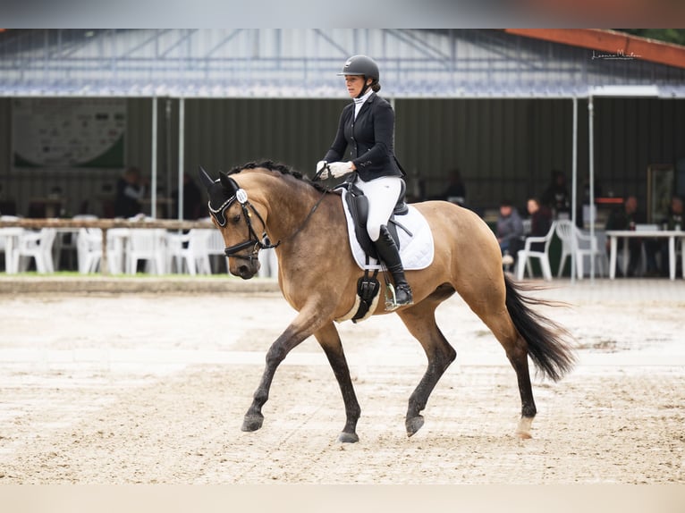 Westfaal Merrie 7 Jaar 172 cm Buckskin in Dormagen