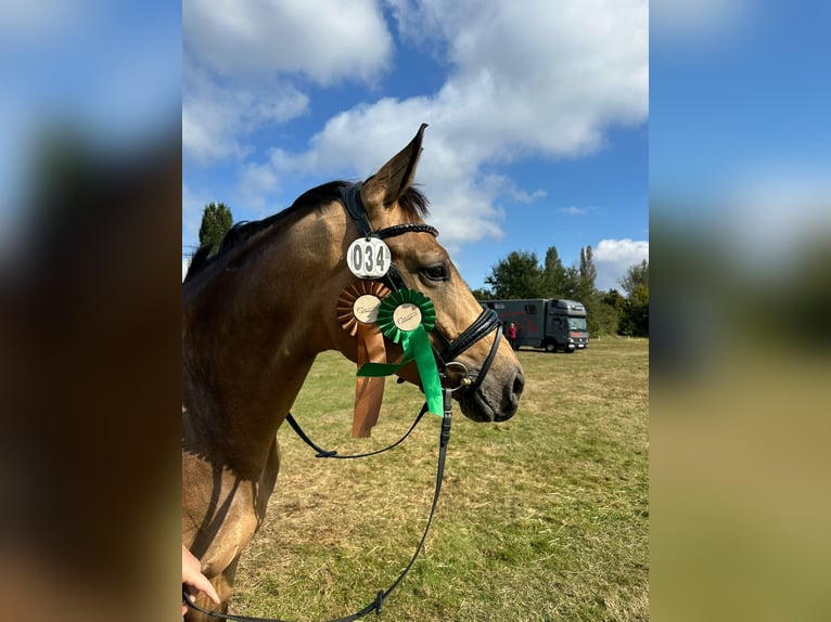 Westfaal Merrie 7 Jaar 172 cm Buckskin in Dormagen