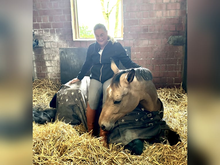 Westfaal Merrie 7 Jaar 172 cm Buckskin in Dormagen