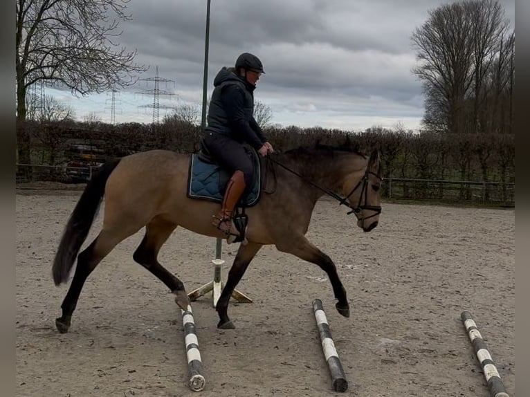 Westfaal Merrie 7 Jaar 172 cm Buckskin in Dormagen