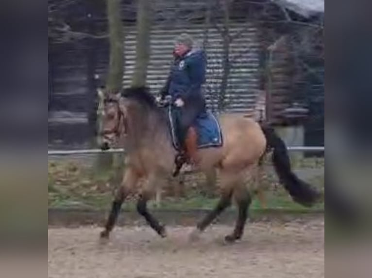 Westfaal Merrie 7 Jaar 172 cm Buckskin in Dormagen