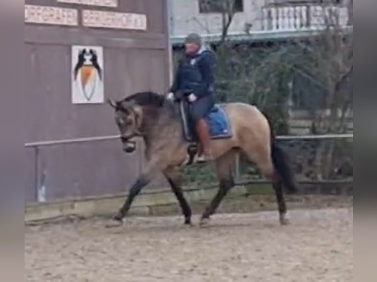 Westfaal Merrie 7 Jaar 172 cm Buckskin in Dormagen