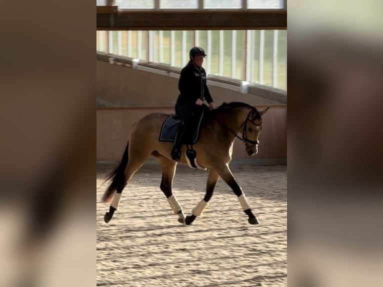 Westfaal Merrie 7 Jaar 172 cm Buckskin in Dormagen