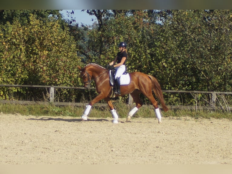 Westfaal Merrie 7 Jaar 172 cm Donkere-vos in Iserlohn