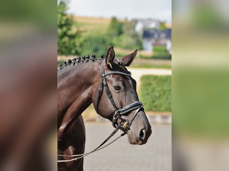 Westfaal Merrie 7 Jaar 172 cm Zwart in Tecklenburg