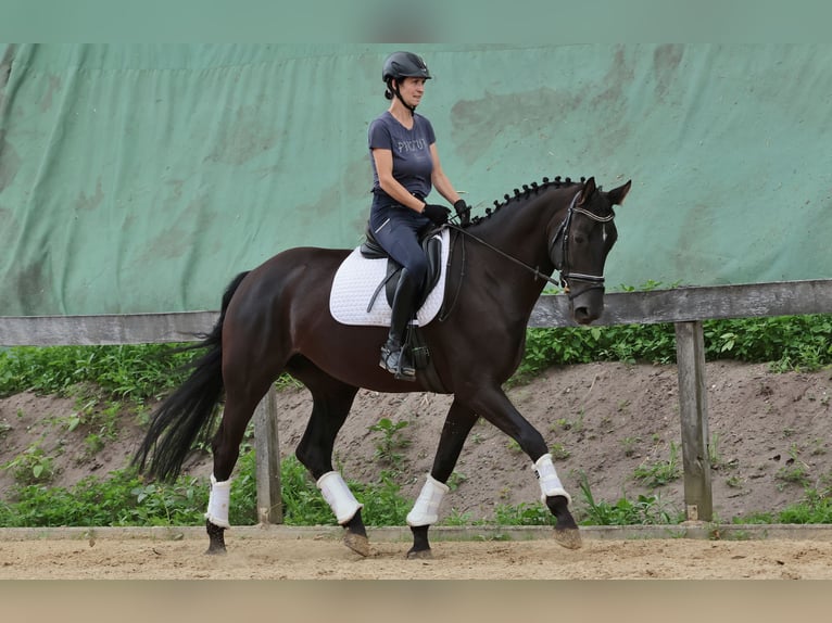 Westfaal Merrie 7 Jaar 172 cm Zwart in Tecklenburg