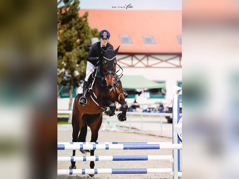 Westfaal Merrie 7 Jaar 173 cm Bruin in Motešice