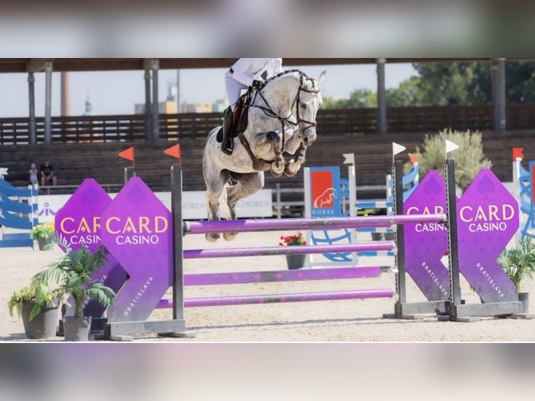 Westfaal Merrie 7 Jaar 173 cm Schimmel in Buc