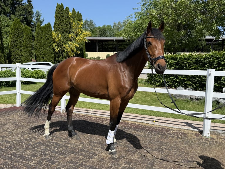 Westfaal Merrie 7 Jaar 174 cm Bruin in Erkheim