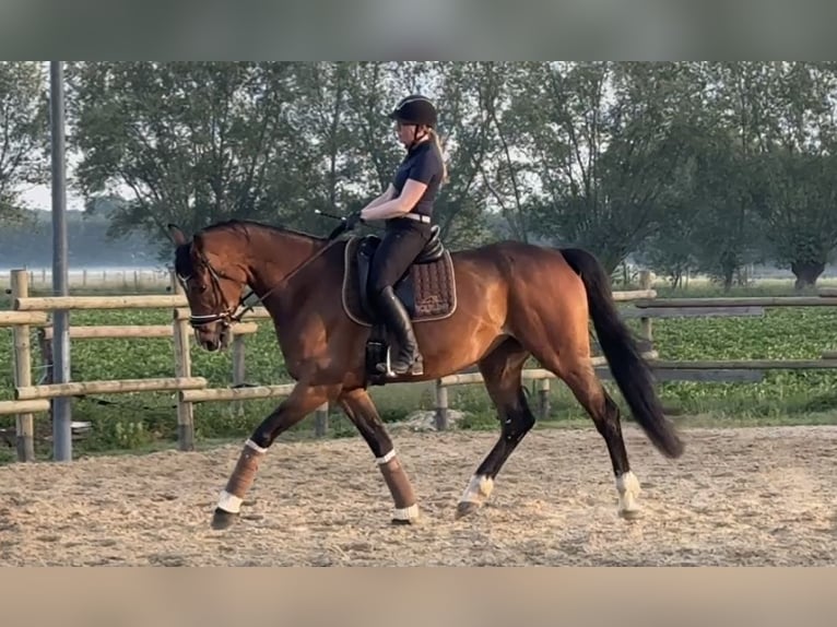Westfaal Merrie 7 Jaar 175 cm Bruin in Sangerhausen