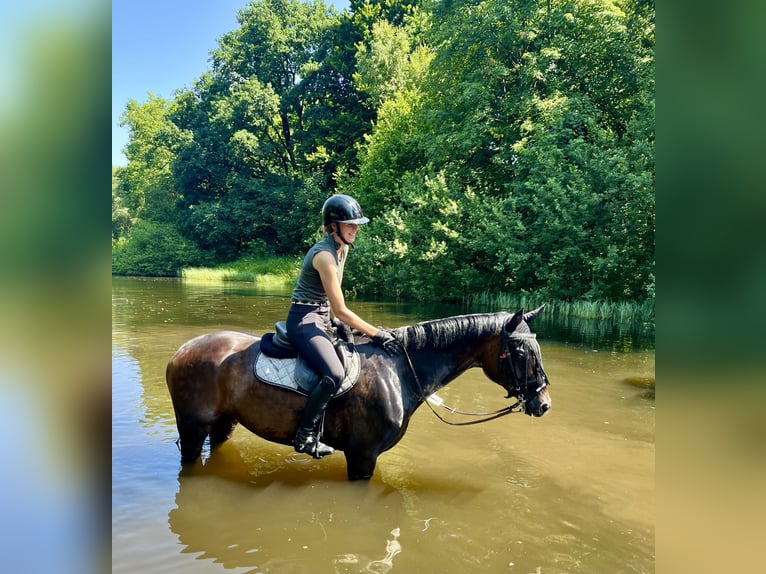 Westfaal Merrie 7 Jaar 175 cm Zwartbruin in Salzkotten