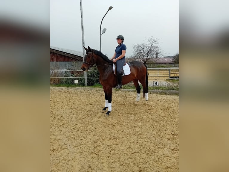 Westfaal Merrie 7 Jaar 177 cm Donkerbruin in Blomberg