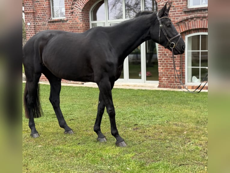 Westfaal Merrie 7 Jaar 178 cm Zwart in Selm