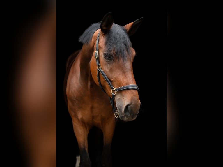 Westfaal Merrie 7 Jaar 180 cm Bruin in Bonn