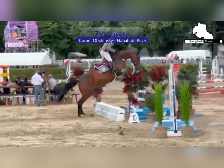 Westfaal Merrie 7 Jaar 180 cm Donkerbruin in Gadow
