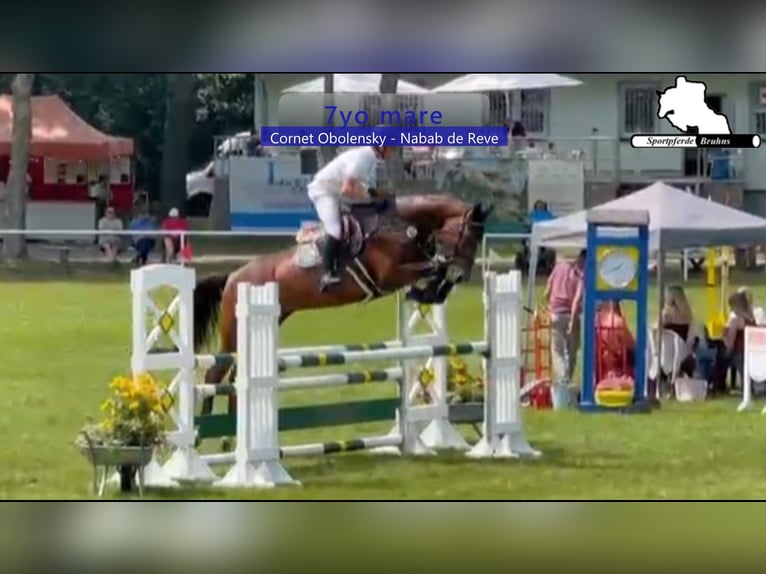 Westfaal Merrie 7 Jaar 180 cm Donkerbruin in Gadow