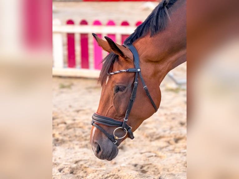 Westfaal Merrie 7 Jaar Bruin in Delbrück