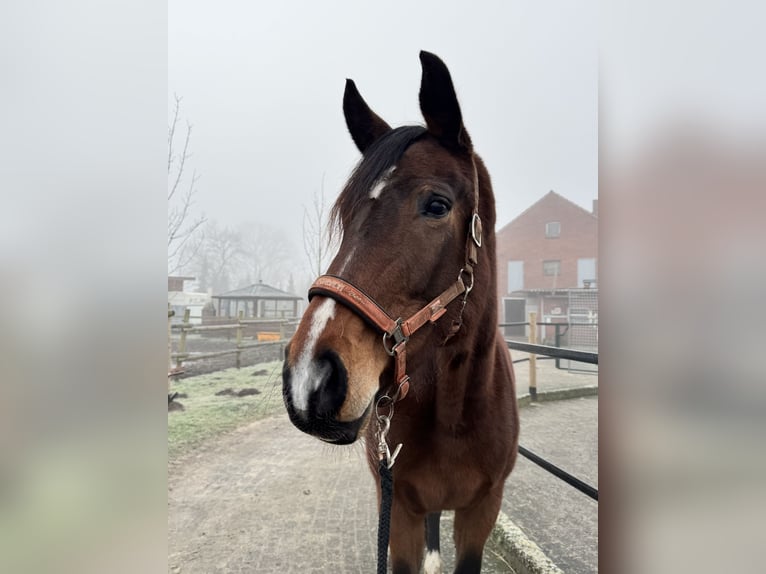 Westfaal Merrie 7 Jaar Bruin in Delbrück