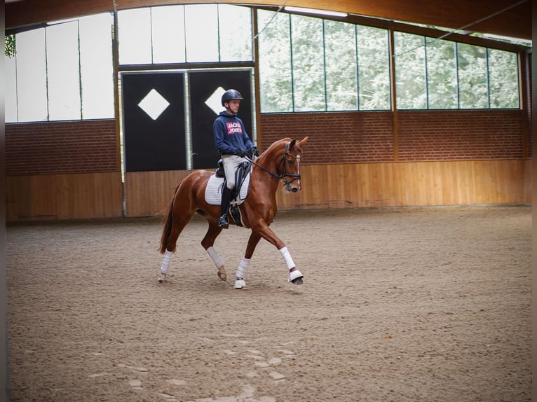 Westfaal Merrie 8 Jaar 153 cm Vos in Ankum