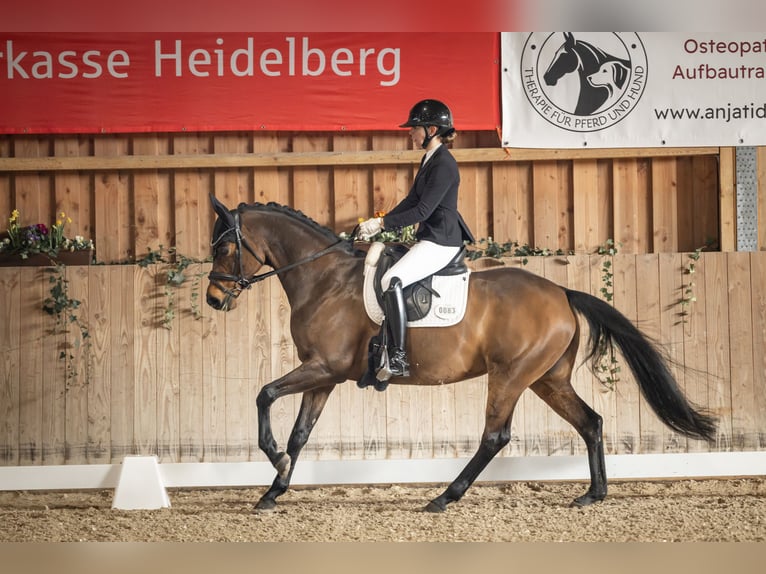 Westfaal Merrie 8 Jaar 160 cm Donkerbruin in Mannheim