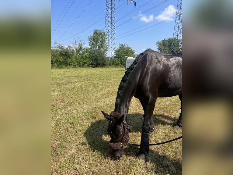 Westfaal Merrie 8 Jaar 160 cm Zwart in Hamm